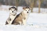ALASKAN MALAMUTE 281